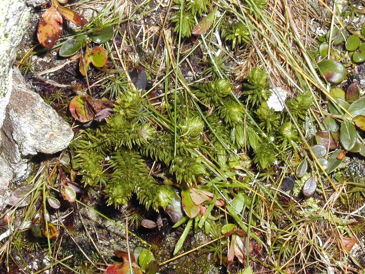Habitus
